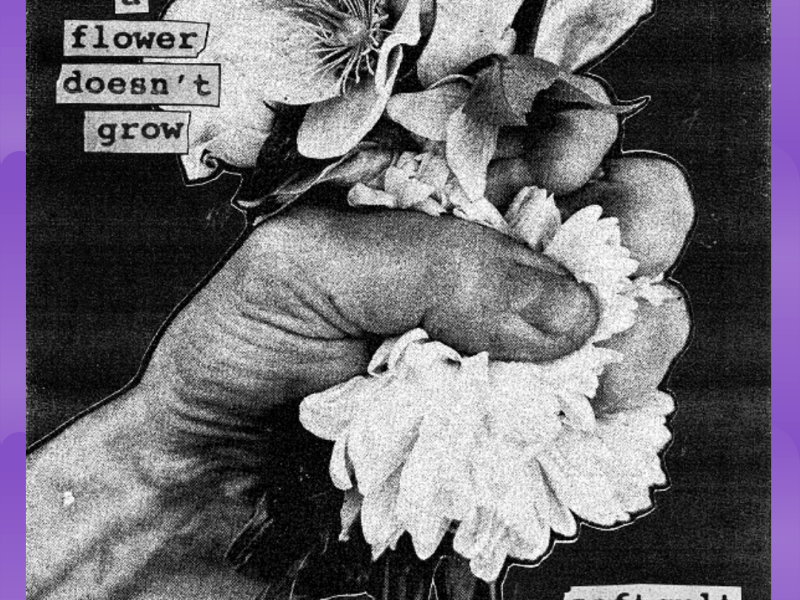 #Album : Softcult – When A Flower Doesn’t Grow (30/01/2026)