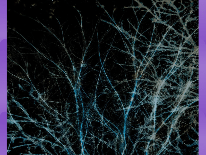 #Album : Thistle Sifter – Forever The Optimist (06/02/2026)