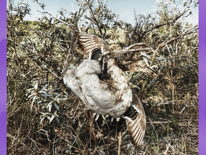 #Album : Puke Wolf – Descend (06/02/2026)